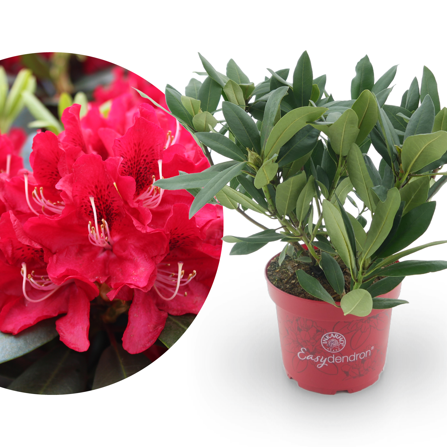 Rhododendron Easydendron® 'Karl Naue' Rot