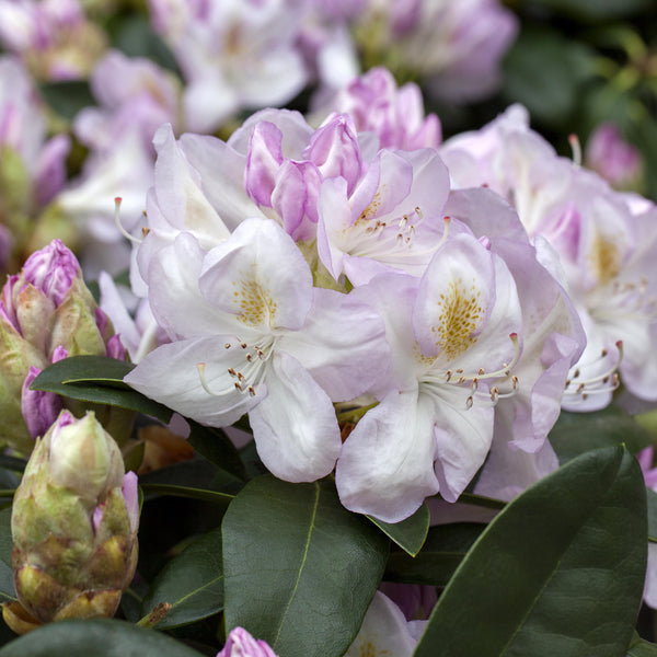 Blüte des Rhododendron 'Gomer Waterer'