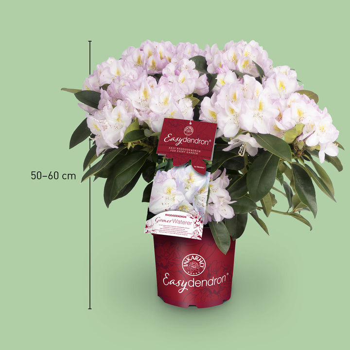 Größe des Rhododendron 'Gomer Waterer'