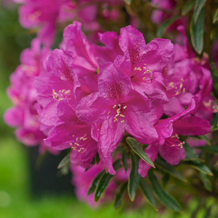 Rosa Blüte des Rhododendron INKARHO® 'Grazeasy®'