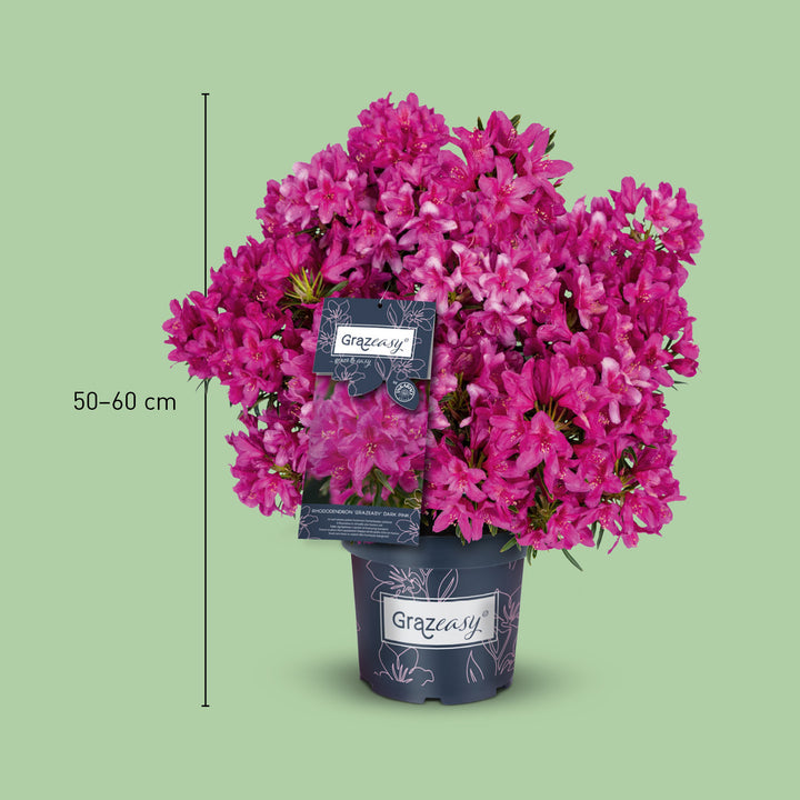 Größe des rosafarbenen Rhododendron INKARHO® 'Grazeasy®'