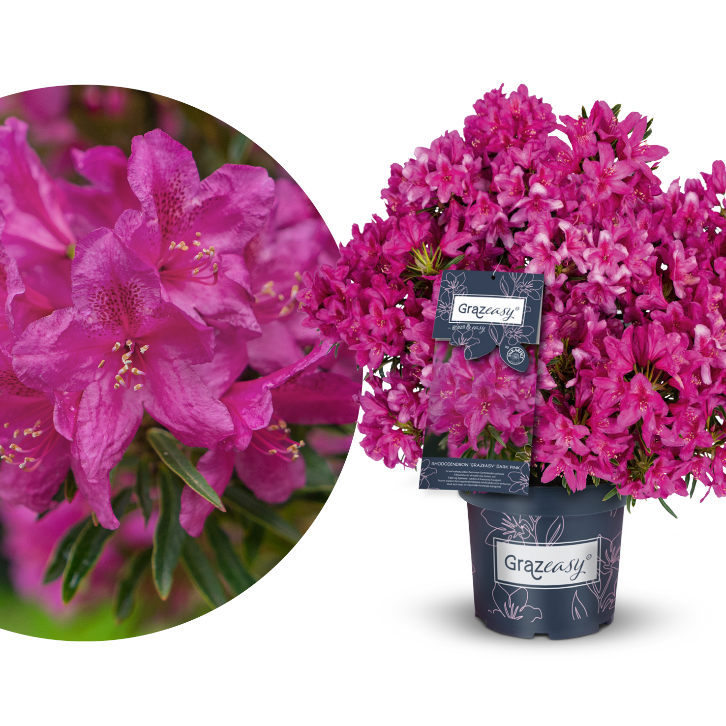 Rhododendron INKARHO 'Grazeasy' kaufen - Plantura Shop