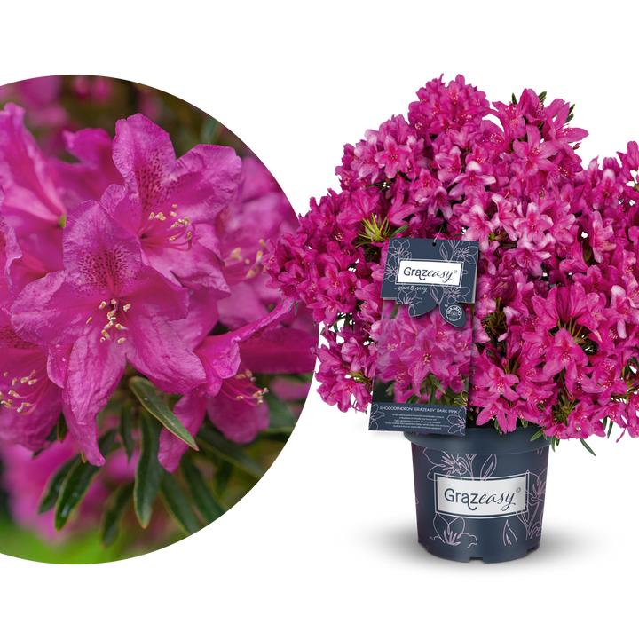 Rhododendron INKARHO® 'Grazeasy®' Purpurrosa