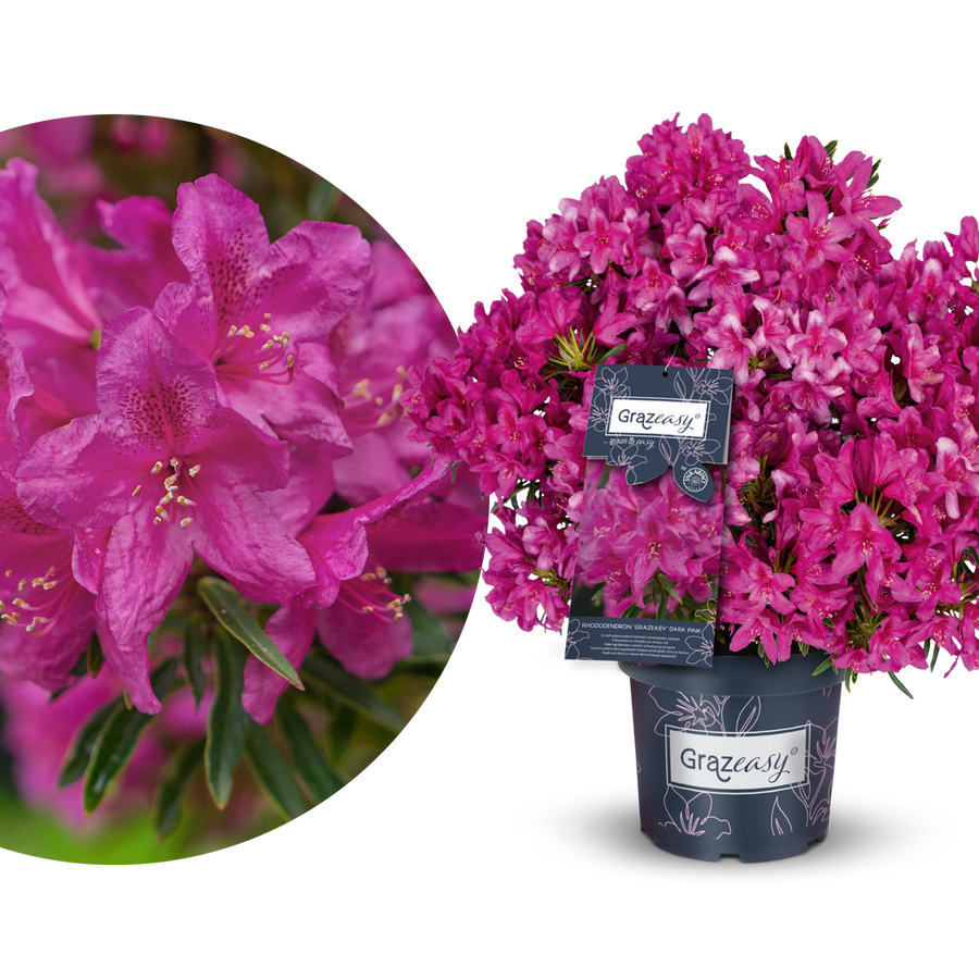 Rhododendron INKARHO® 'Grazeasy®' Purpurrosa