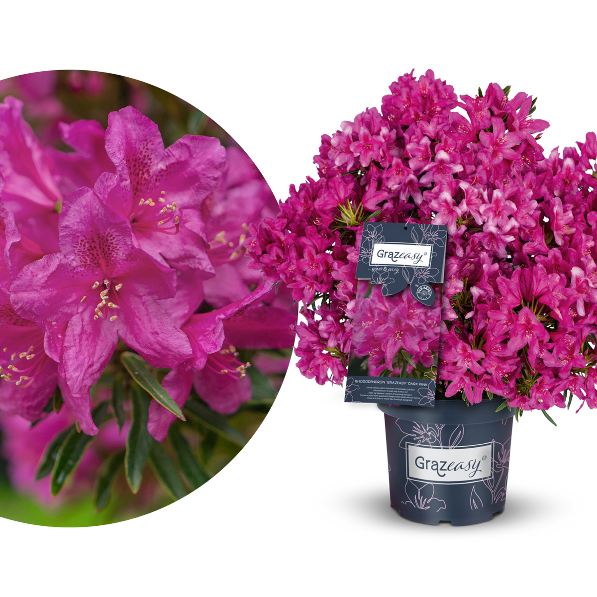 Rhododendron INKARHO® 'Grazeasy®' Purpurrosa