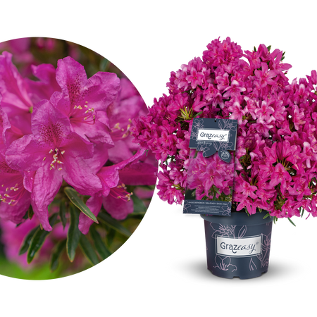 Rhododendron INKARHO® 'Grazeasy®' kaufen