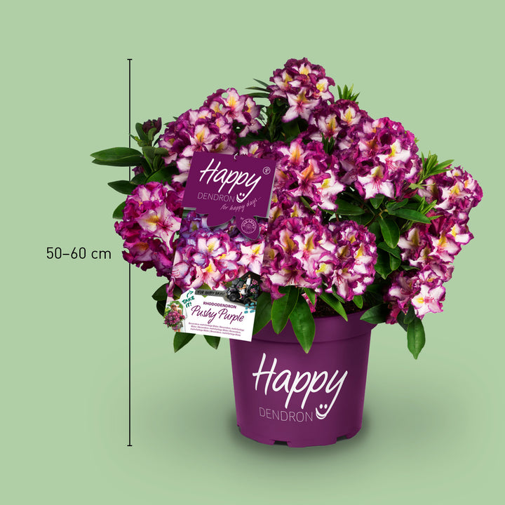 Größe des Rhododendron INKARHO® 'Happydendron®' Pink-Weiß