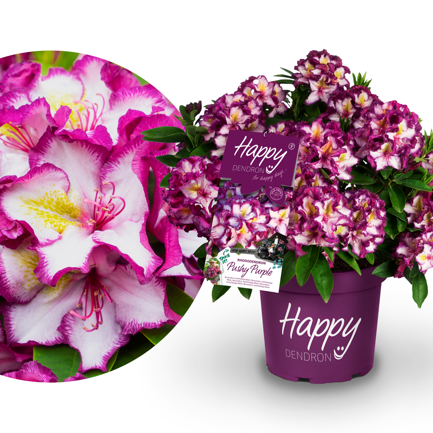 Rhododendron INKARHO® 'Happydendron®' kaufen