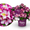 Rhododendron INKARHO® 'Happydendron®' Pink-Weiß