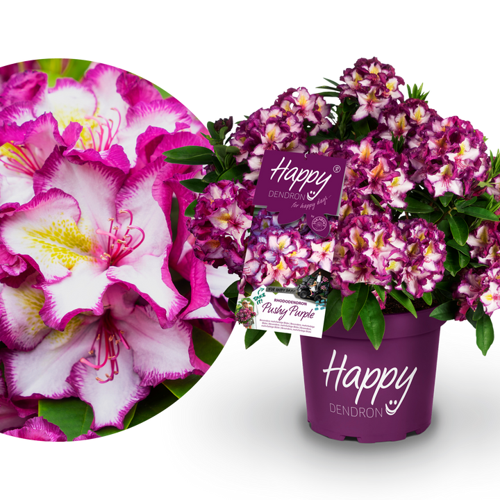 Rhododendron INKARHO® 'Happydendron®' Pink-Weiß