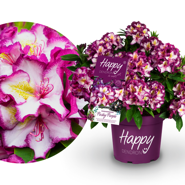 Rhododendron INKARHO® 'Happydendron®' kaufen