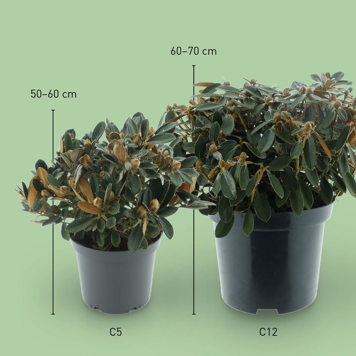 Größe des Rhododendron 'Queen Bee'
