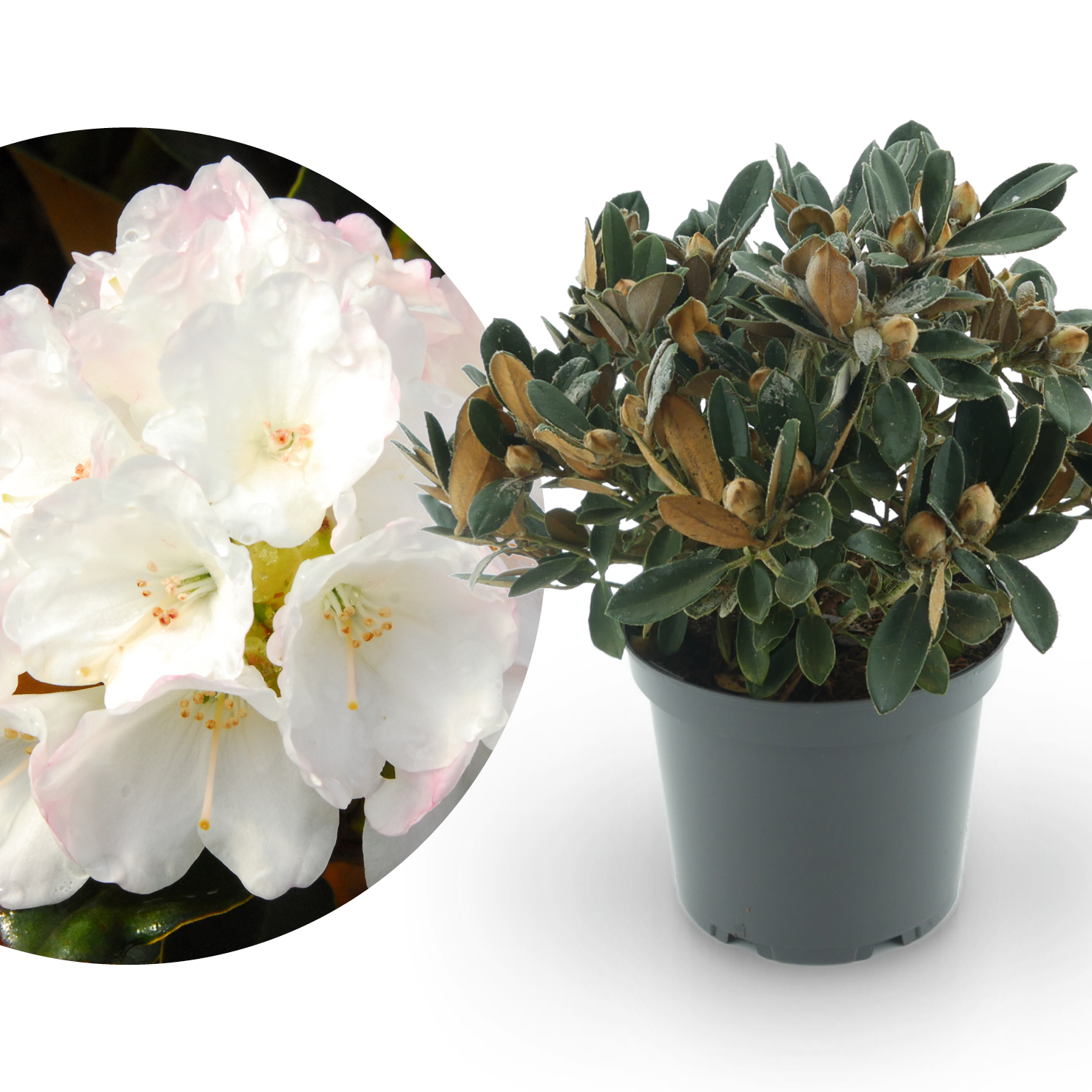 Rhododendron 'Queen Bee' Rosa-Wei kaufen - Plantura Shop