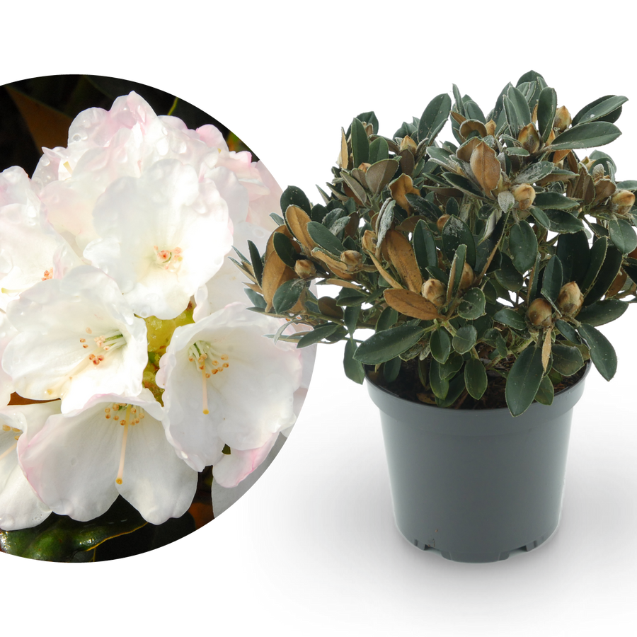 Rhododendron 'Queen Bee' Zartrosa-Weiß