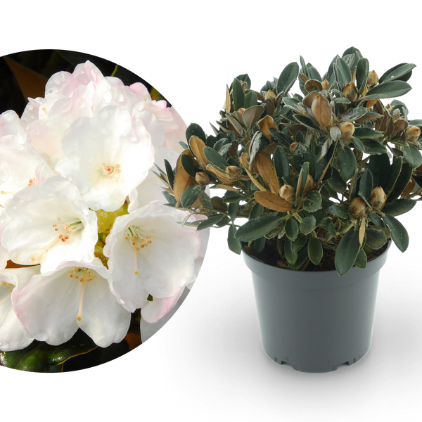 Rhododendron 'Queen Bee' Zartrosa-Weiß