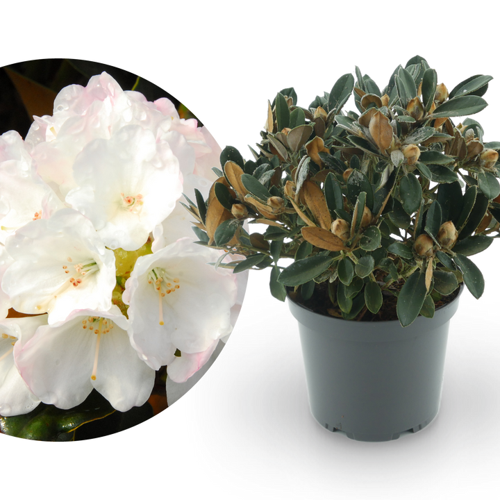Rhododendron 'Queen Bee' Zartrosa-Weiß