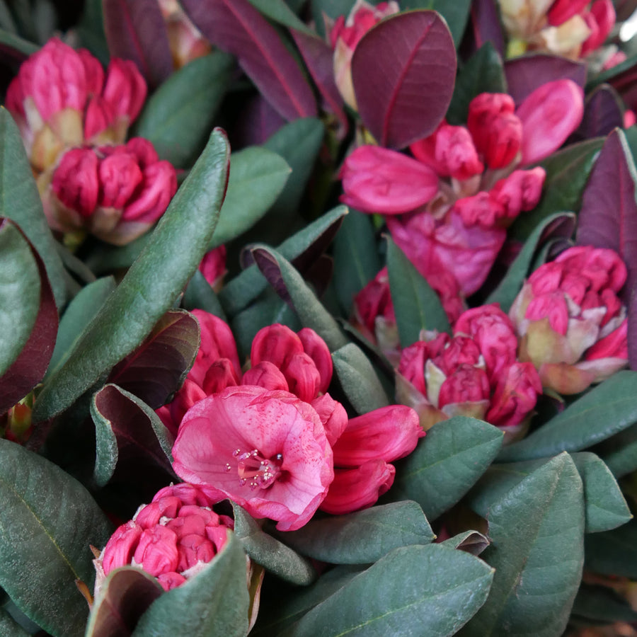 Blühender Rhododendron 'Wine and Roses'