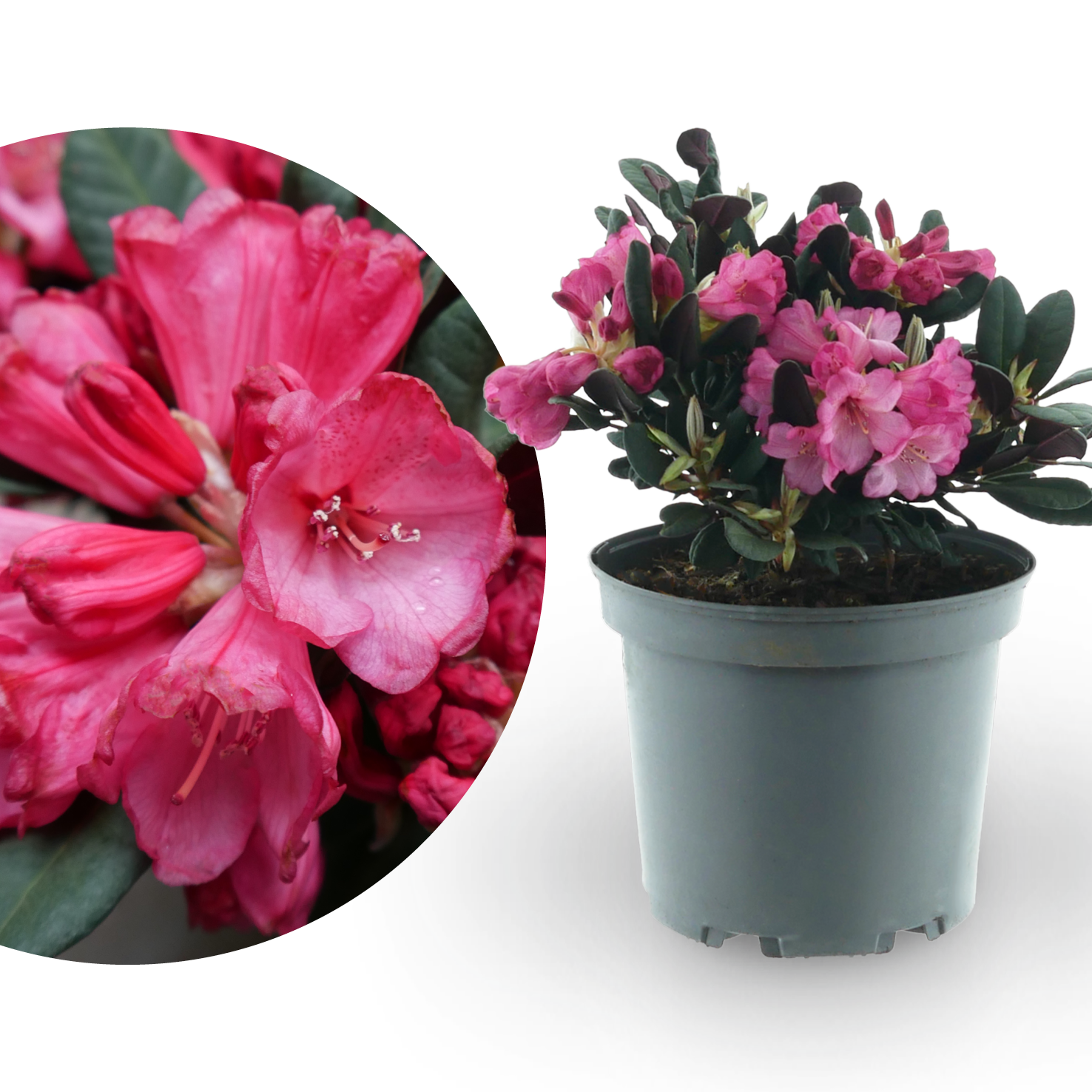 Rhododendron 'Wine and Roses' Rosa
