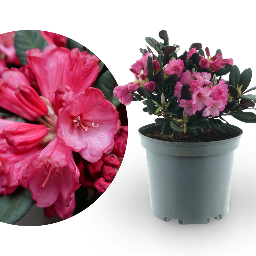 Rhododendron 'Wine and Roses' Rosa