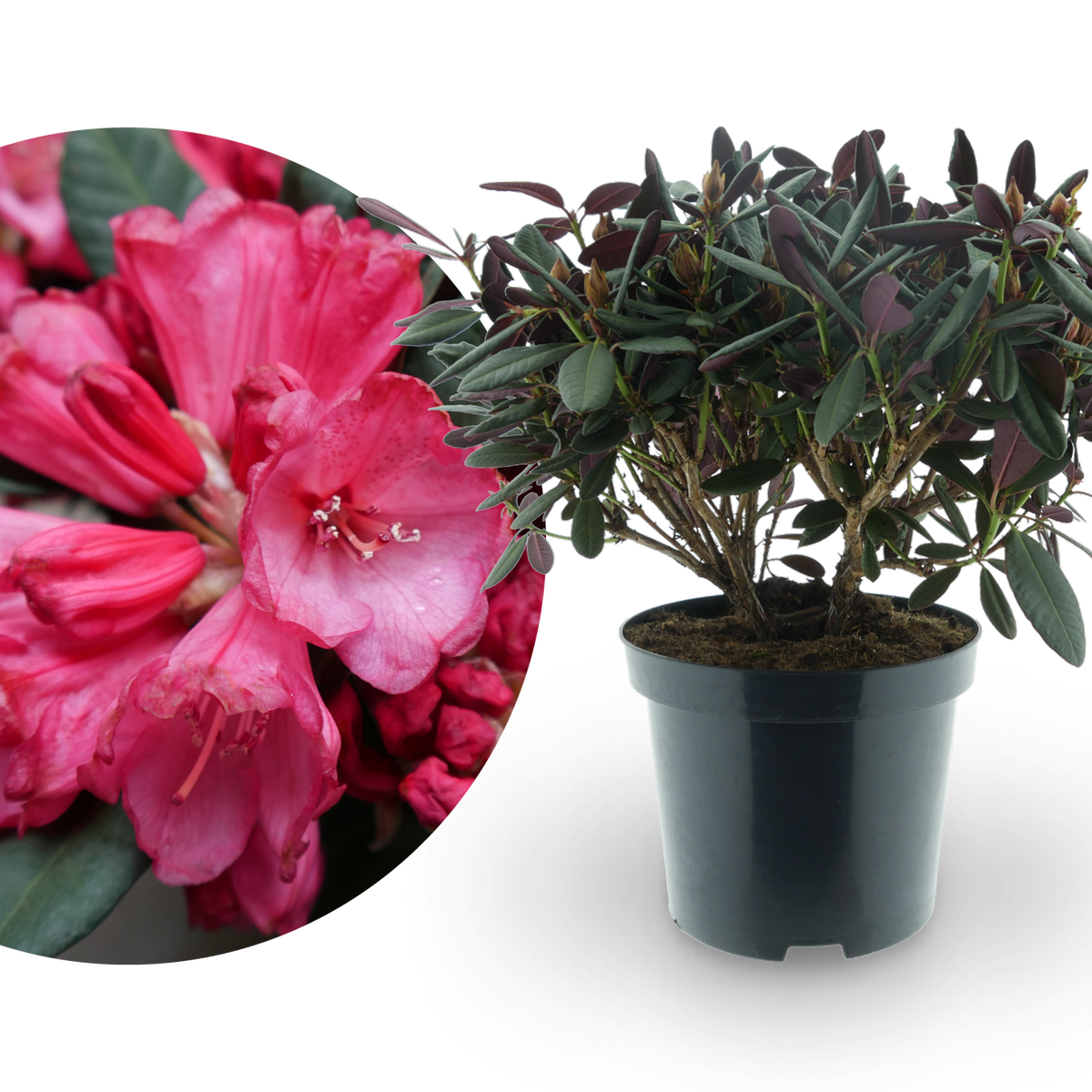 Rhododendron 'Wine and Roses' in XXL-Größe