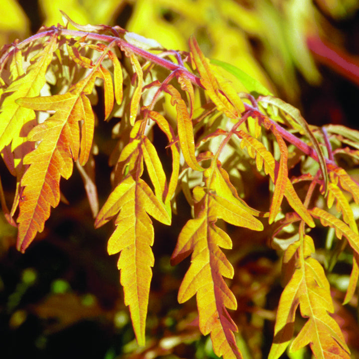 Rhus typhina 'Tiger Eyes'®