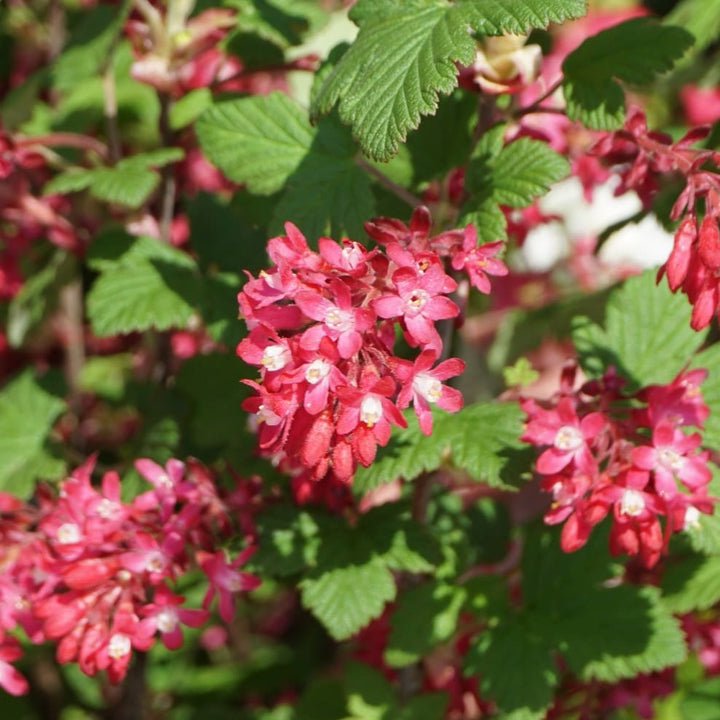 Ribes sanguineum 'Amore'®