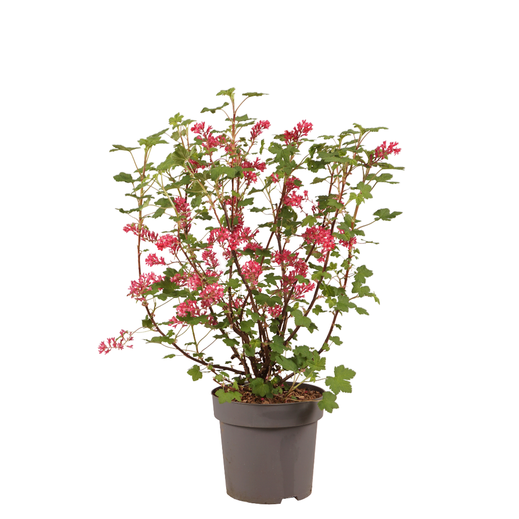Ribes sanguineum 'Amore'®