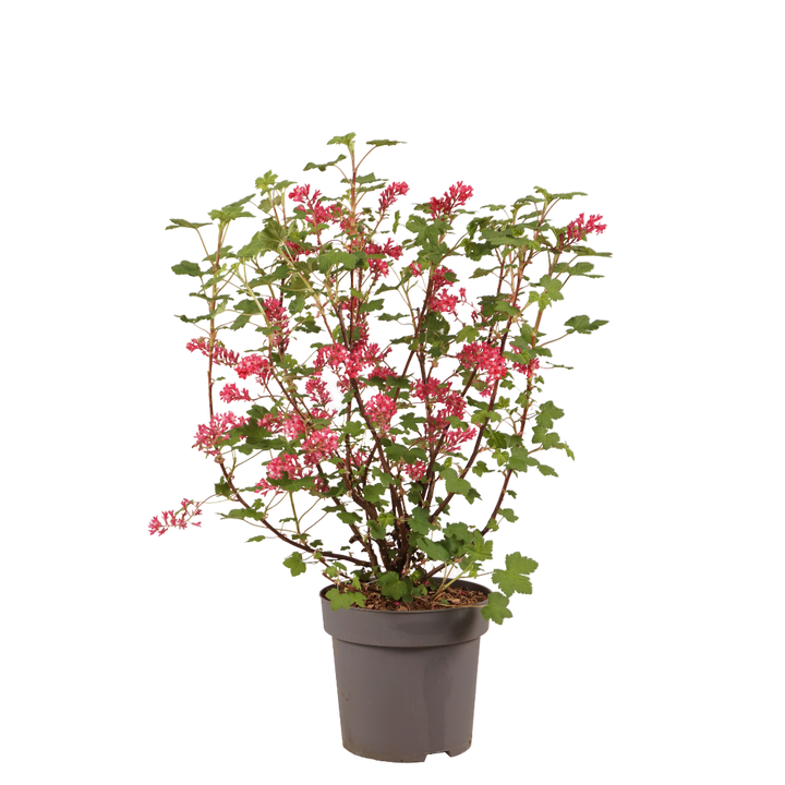 Ribes sanguineum 'Amore'®