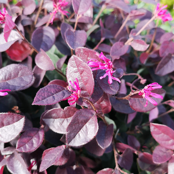 Pink blühende Riemenblüte 'Black Pearl'