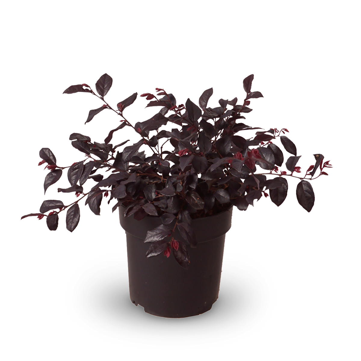 Riemenblüte 'Ever Red'®