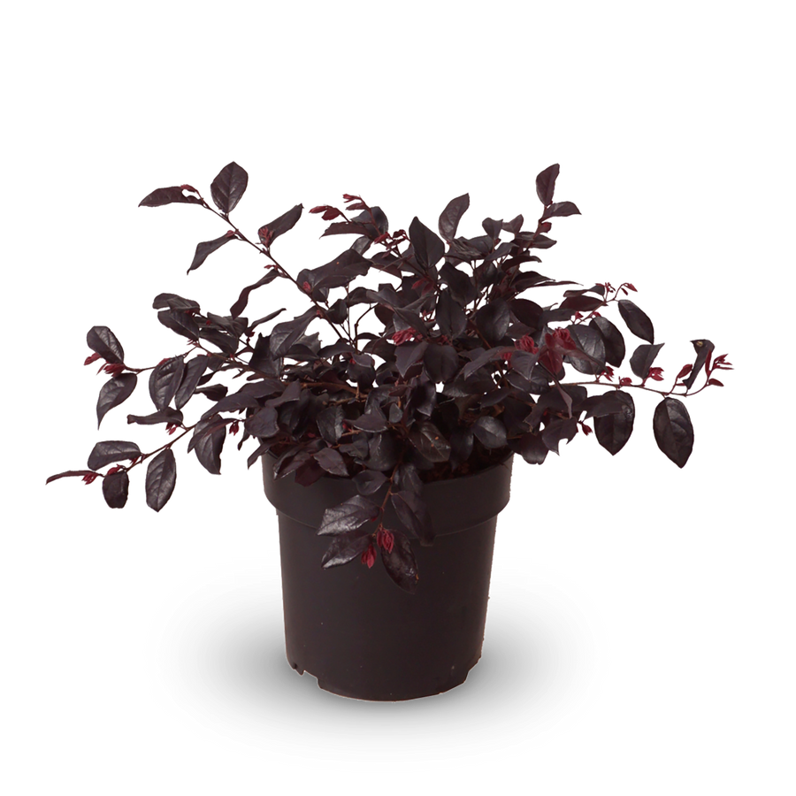 Riemenblüte 'Ever Red'®