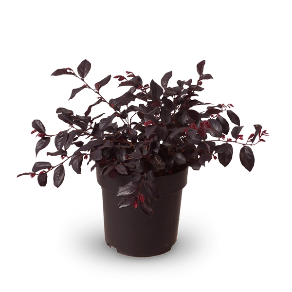 Riemenblüte 'Ever Red'®