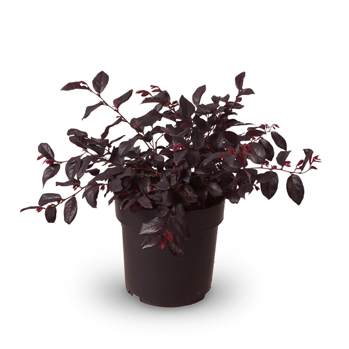 Riemenblüte 'Ever Red'®