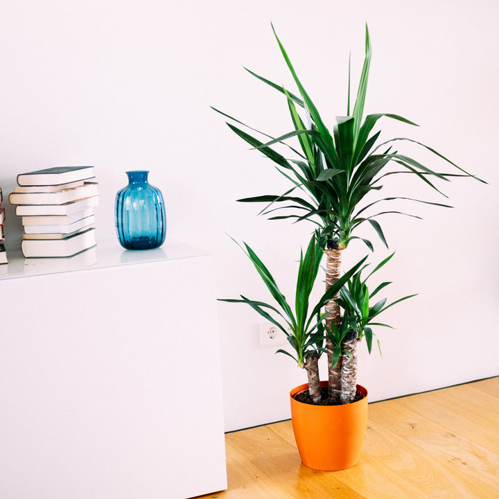 Riesen-Palmlilie im Wohnzimmer