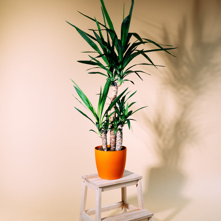 Riesen-Palmlilie als Zimmerpflanze