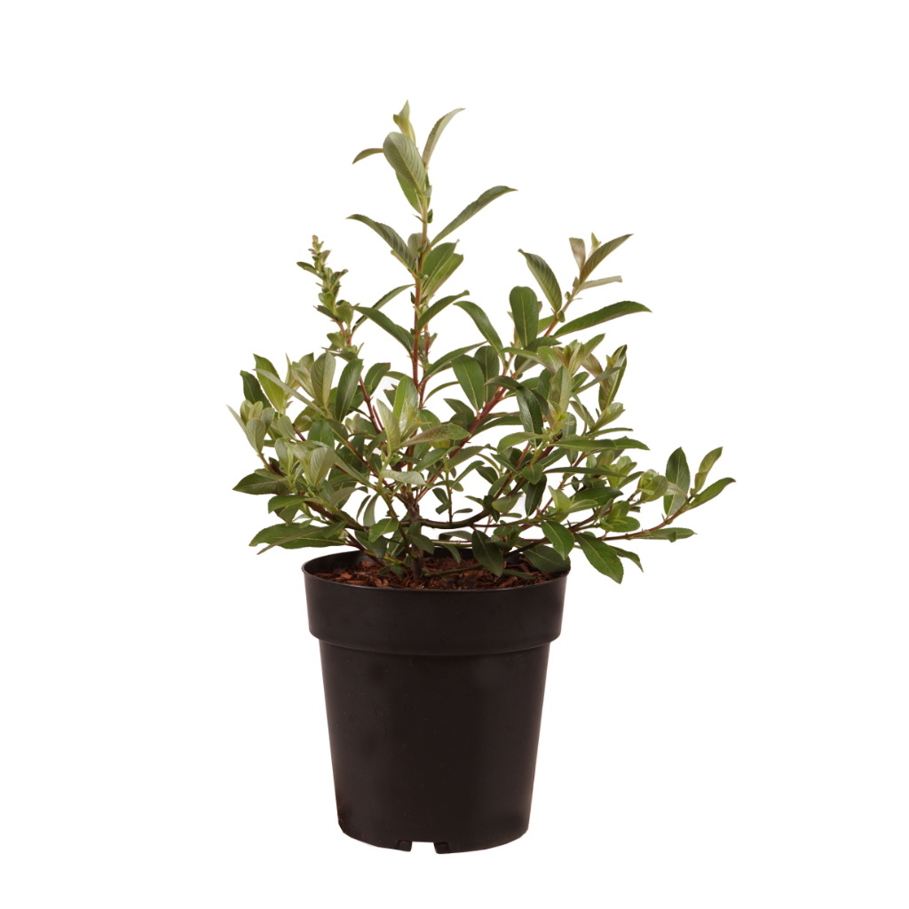 Riesen-Salweide 'Mount Aso' Rosa