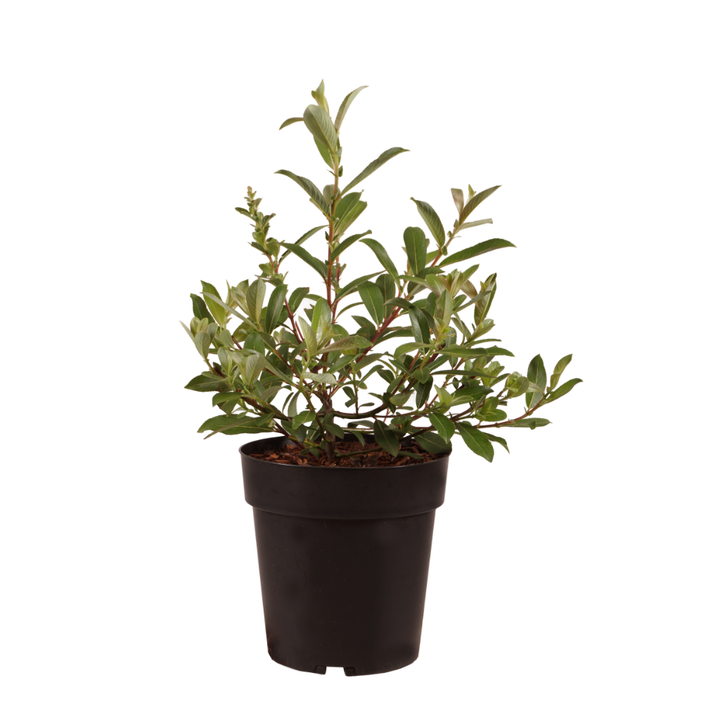 Riesen-Salweide 'Mount Aso' Rosa