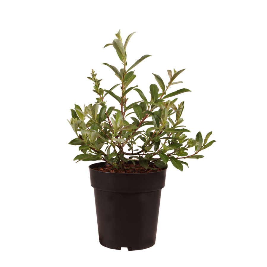 Riesen-Salweide 'Mount Aso' Rosa