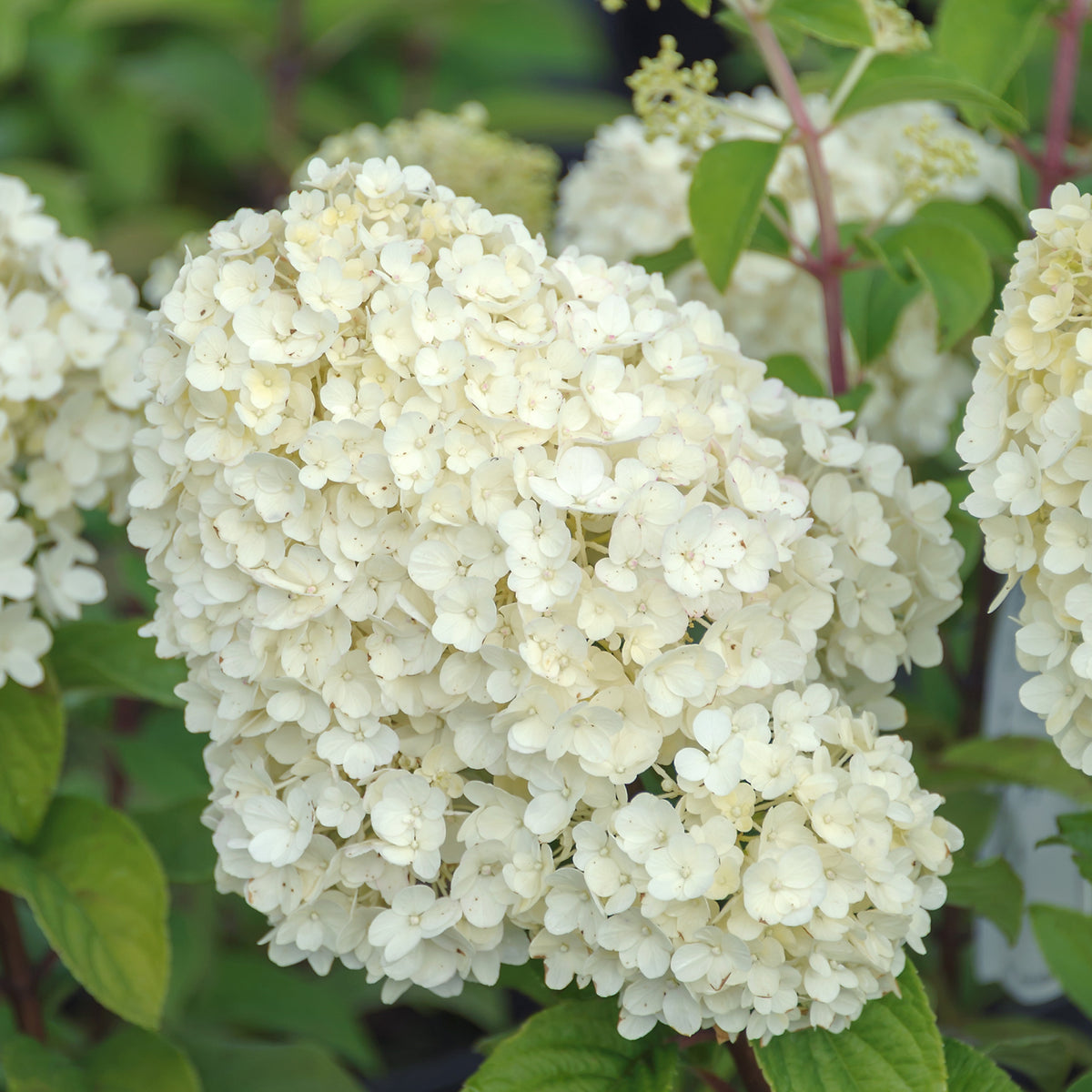 Blüten der Rispenhortensie 'Bobo'®