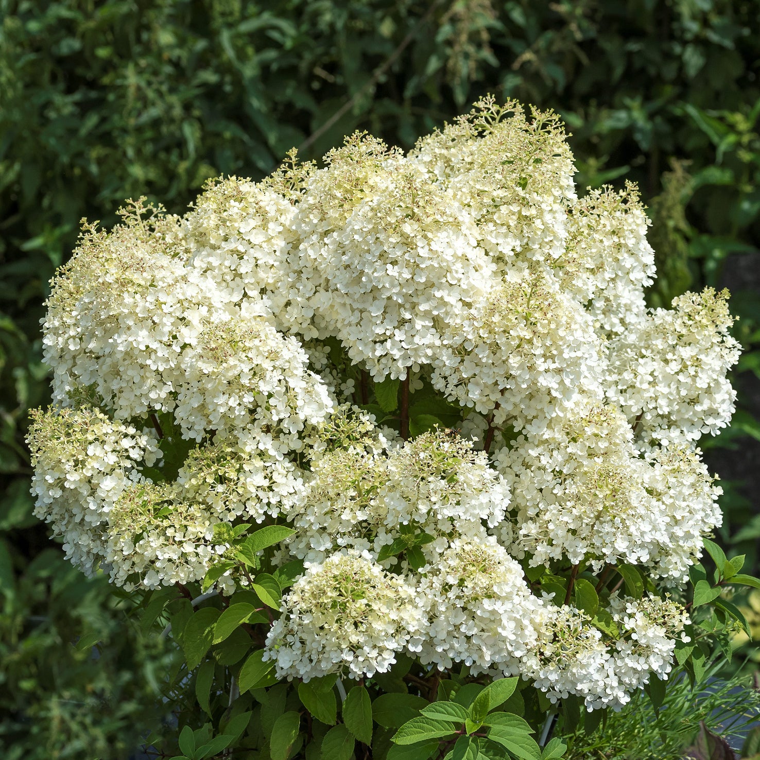 Rispenhortensie 'Bobo'® kaufen