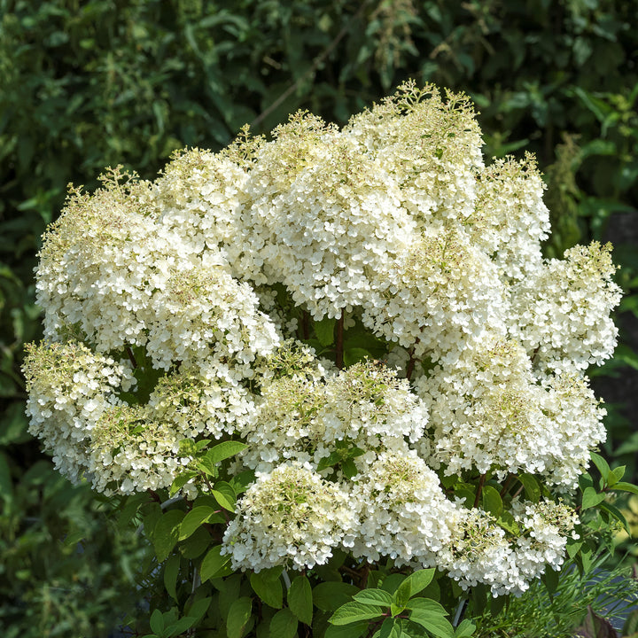 Rispenhortensie 'Bobo'® im Topf
