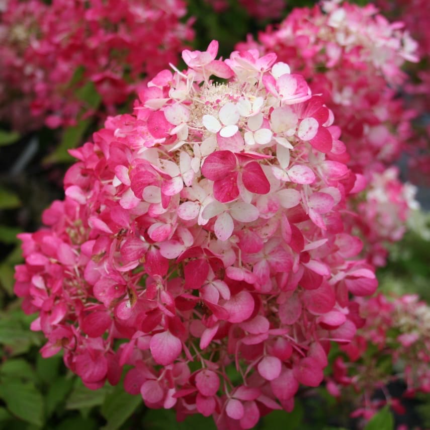 Rispenhortensie 'Diamant Rouge'® Weiß-Rot