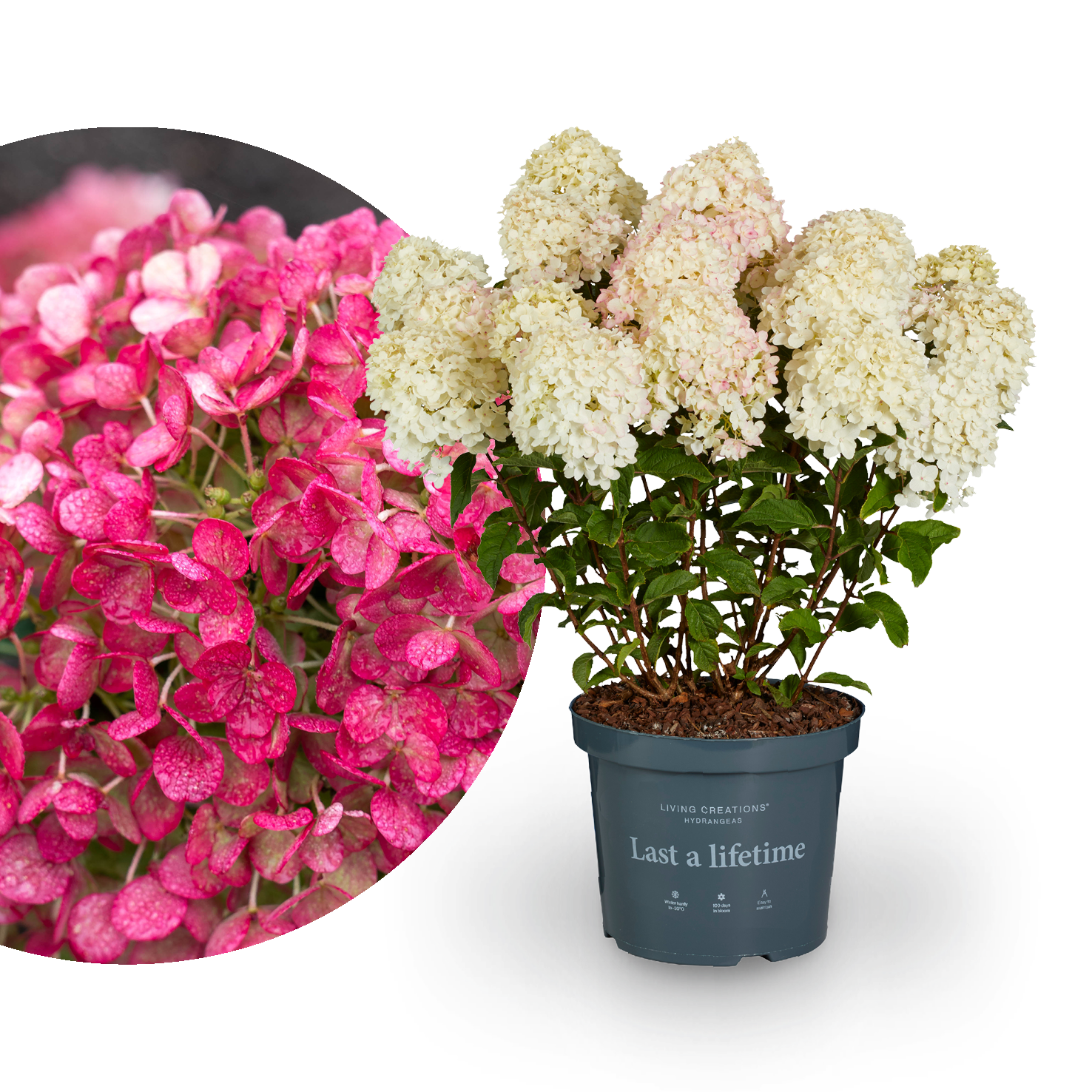 Rispenhortensie Living Creations® 'Living Little Rosy'®