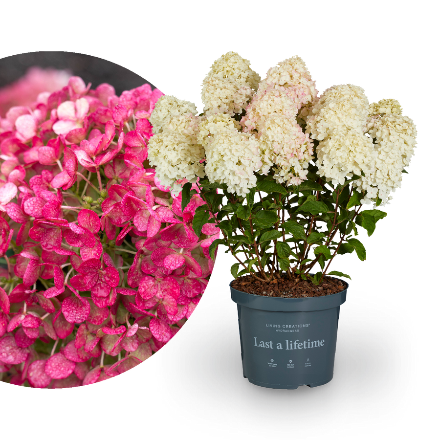 Rispenhortensie Living Creations® 'Living Little Rosy'®
