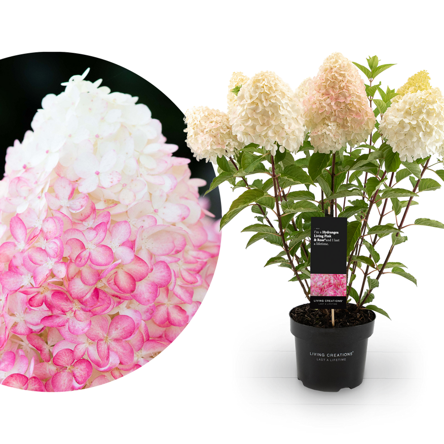 Rispenhortensie Living Creations® 'Living Pink & Rose'®