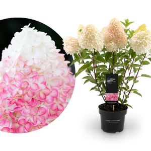 Rispenhortensie Living Creations® 'Living Pink & Rose'®