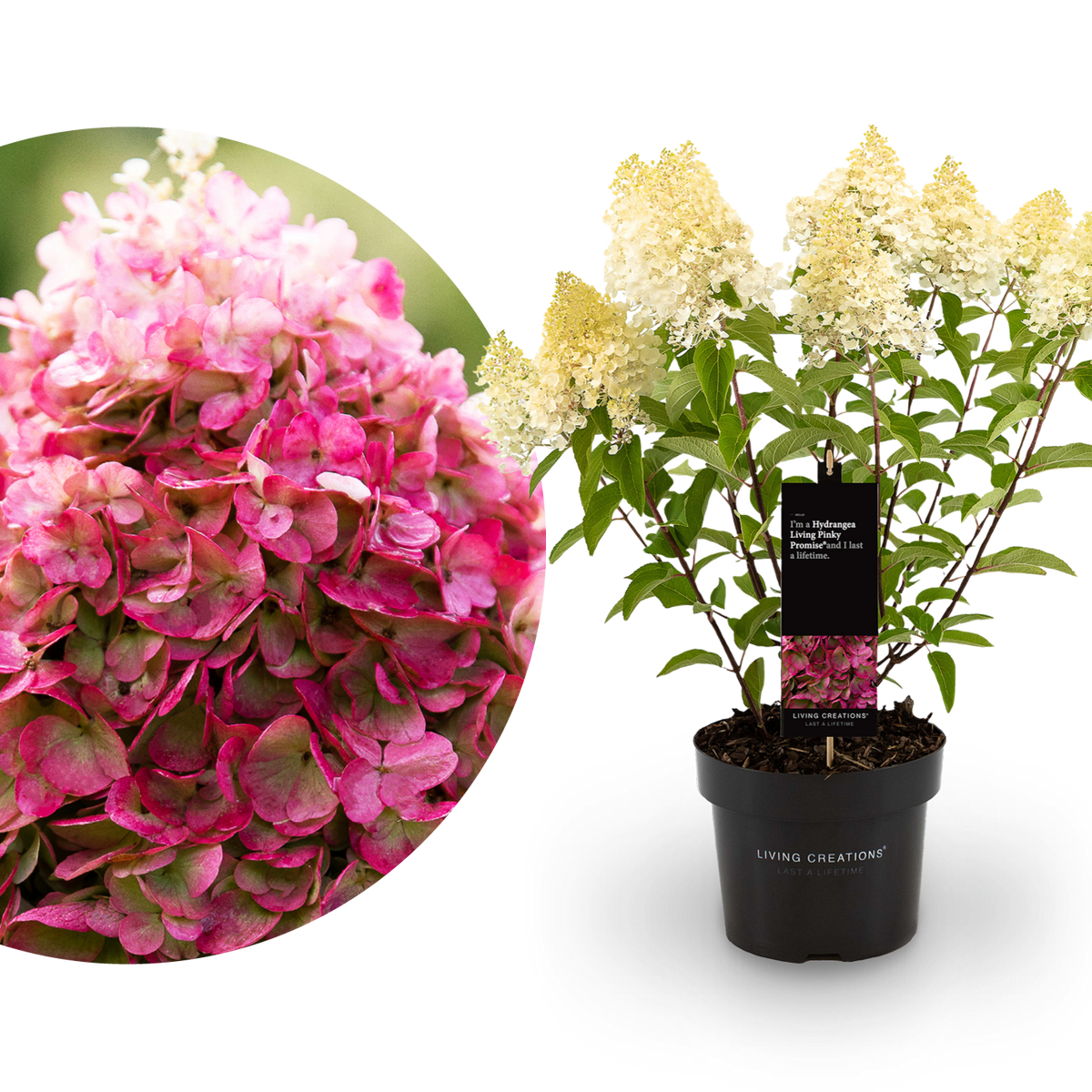Rispenhortensie Living Creations® 'Living Pinky Promise'®