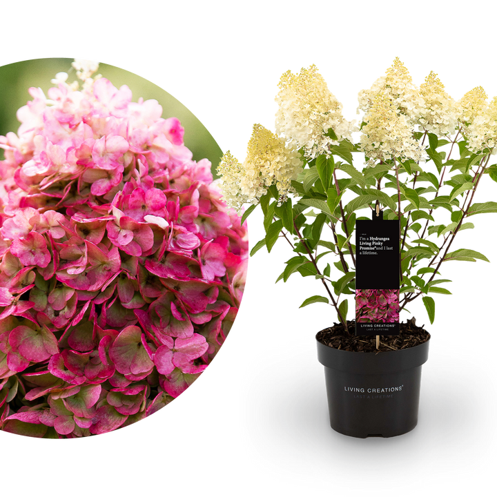 Rispenhortensie Living Creations® 'Living Pinky Promise'®