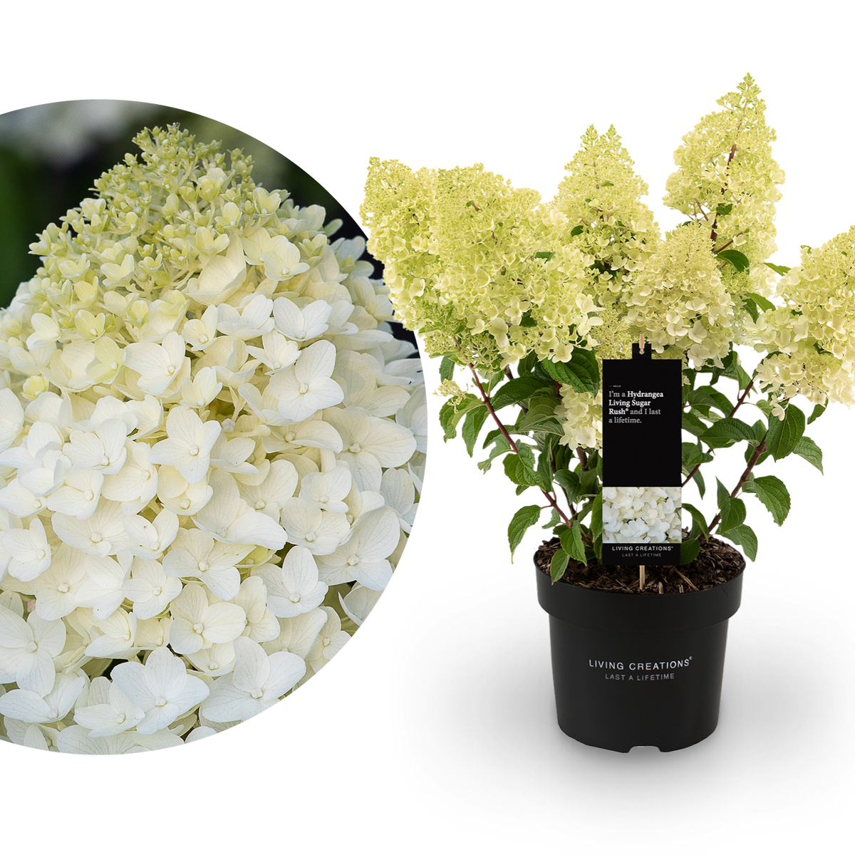 Rispenhortensie Living Creations® 'Living Sugar Rush'®