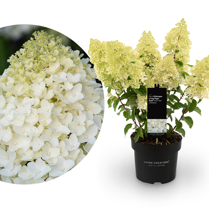 Rispenhortensie Living Creations® 'Living Sugar Rush'®